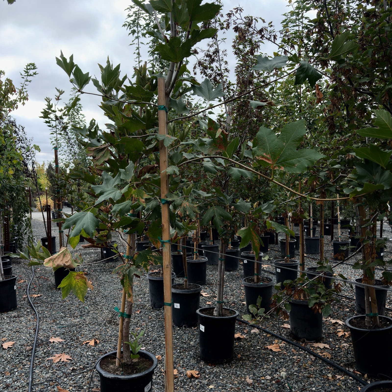 Row of potted California Plane in a nursery setting with a cloudy sky.