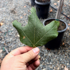 Western Sycamore