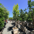 Western Sycamore