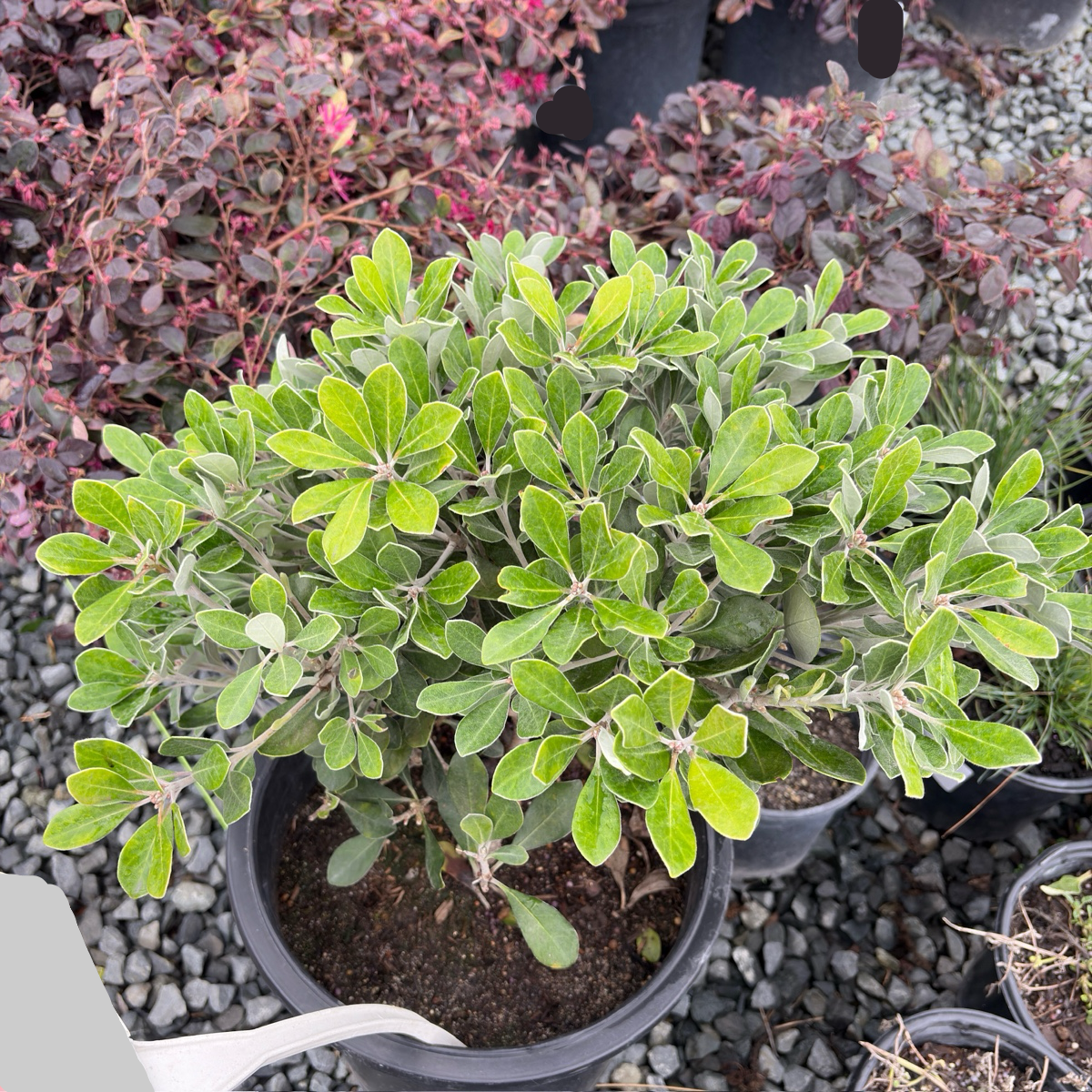 Wheeler's Dwarf Mock Orange | Compact Evergreen Groundcover Shrub Wheeler's Dwarf Mock Orange | Compact Evergreen Groundcover Shrub