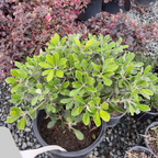 Wheeler's Dwarf Japanese Mock Orange