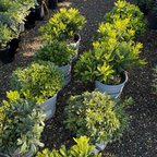 Wheeler's Dwarf Japanese Mock Orange