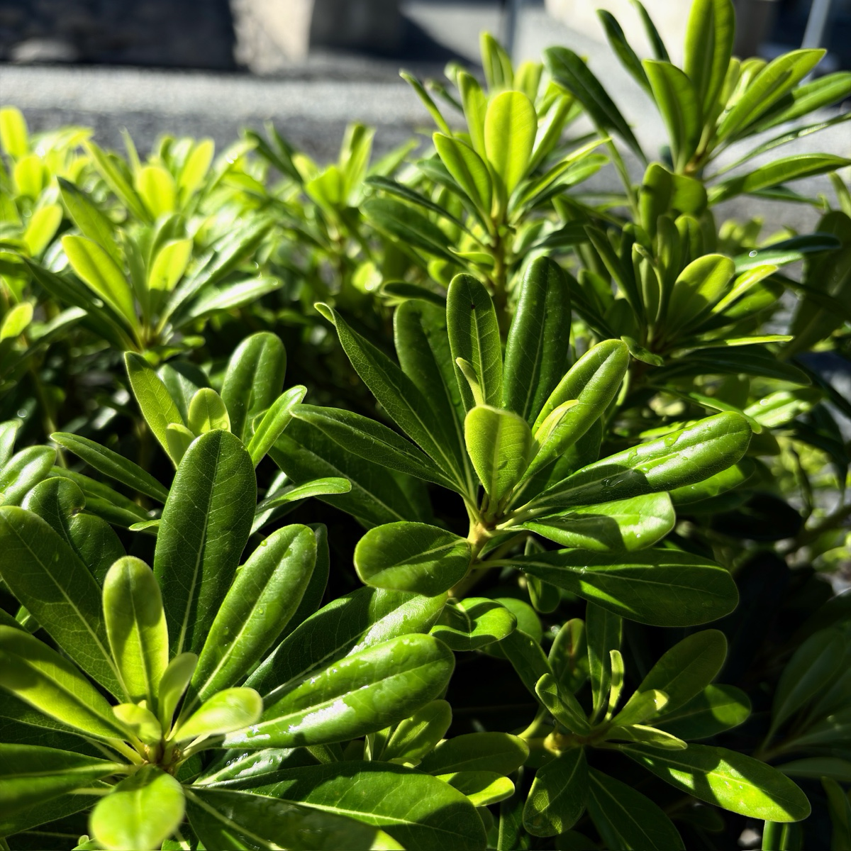 Wheeler's Dwarf Japanese Mock Orange