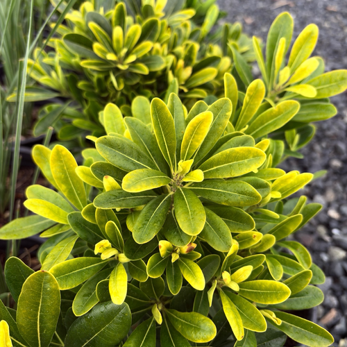 サンプル品❁フリフリスカッツ イエローフラワー×ボア 100size Wheeler's Dwarf Mock Orange | Compact Evergreen Groundcover Shrub