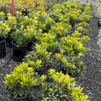 Wheeler's Dwarf Japanese Mock Orange