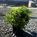 Wheeler's Dwarf Japanese Mock Orange