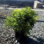 Wheeler's Dwarf Japanese Mock Orange