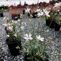 Whirling Butterflies White Beeblossom