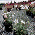 Whirling Butterflies White Beeblossom