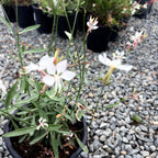 Whirling Butterflies White Beeblossom