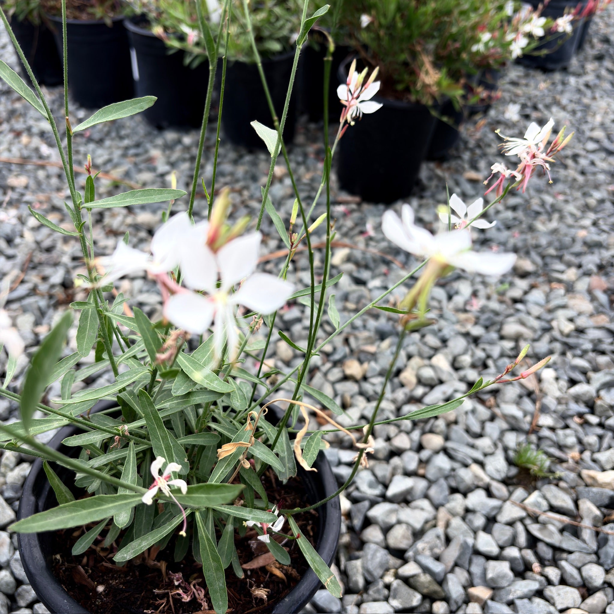 Whirling Butterflies White Beeblossom