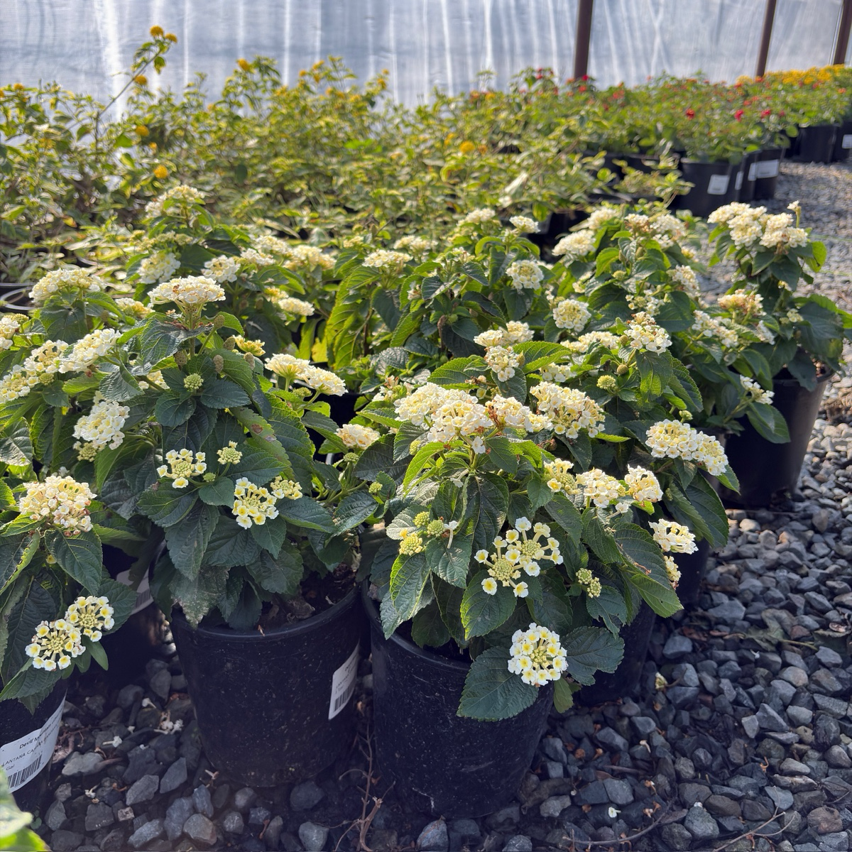 White Bandana® Lantana