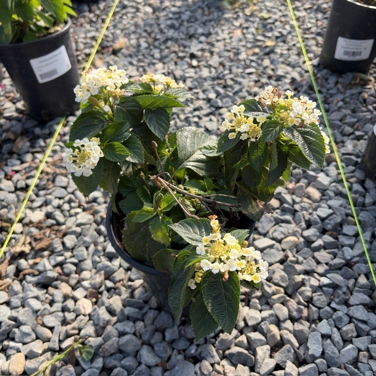 White Bandana® Lantana