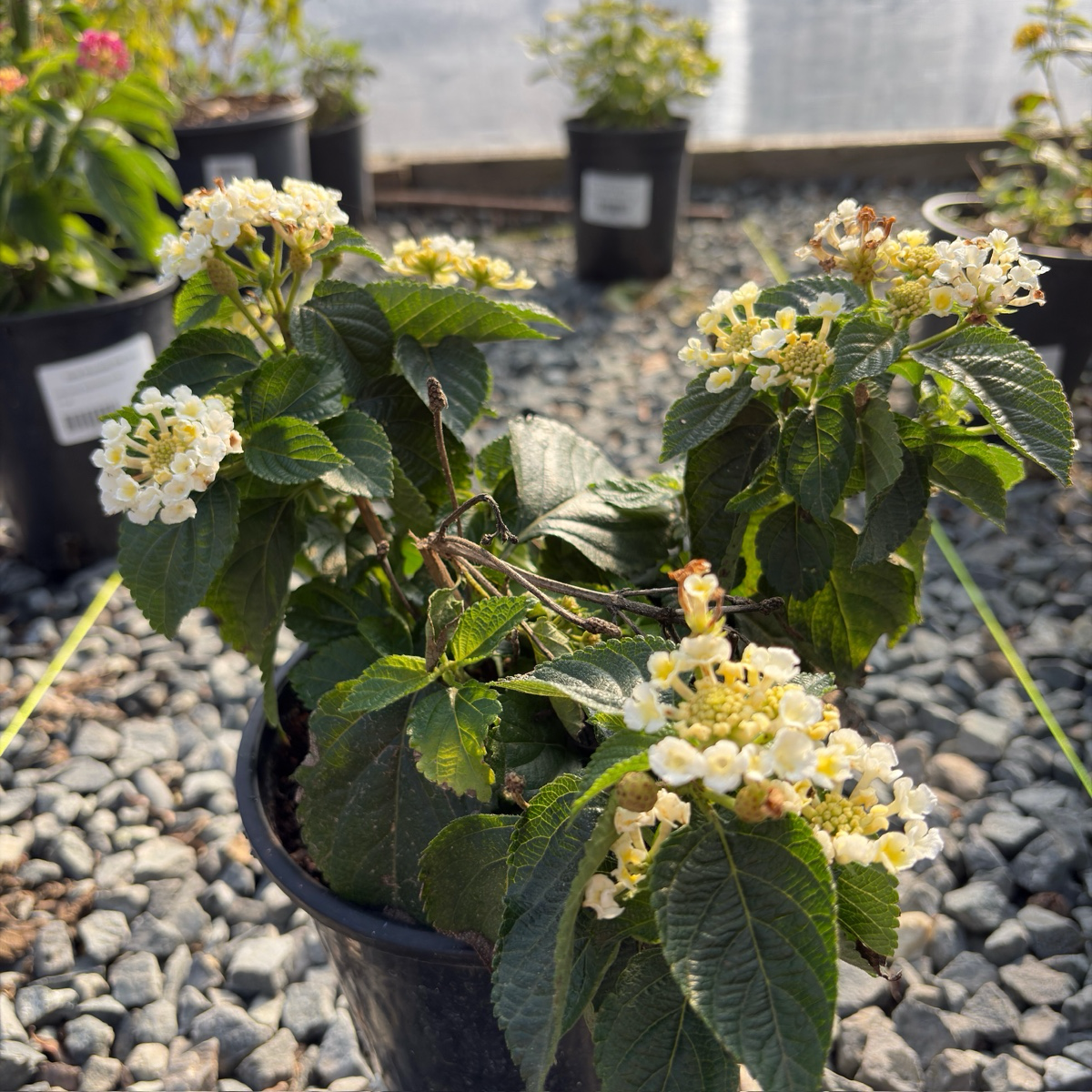 White Bandana® Lantana