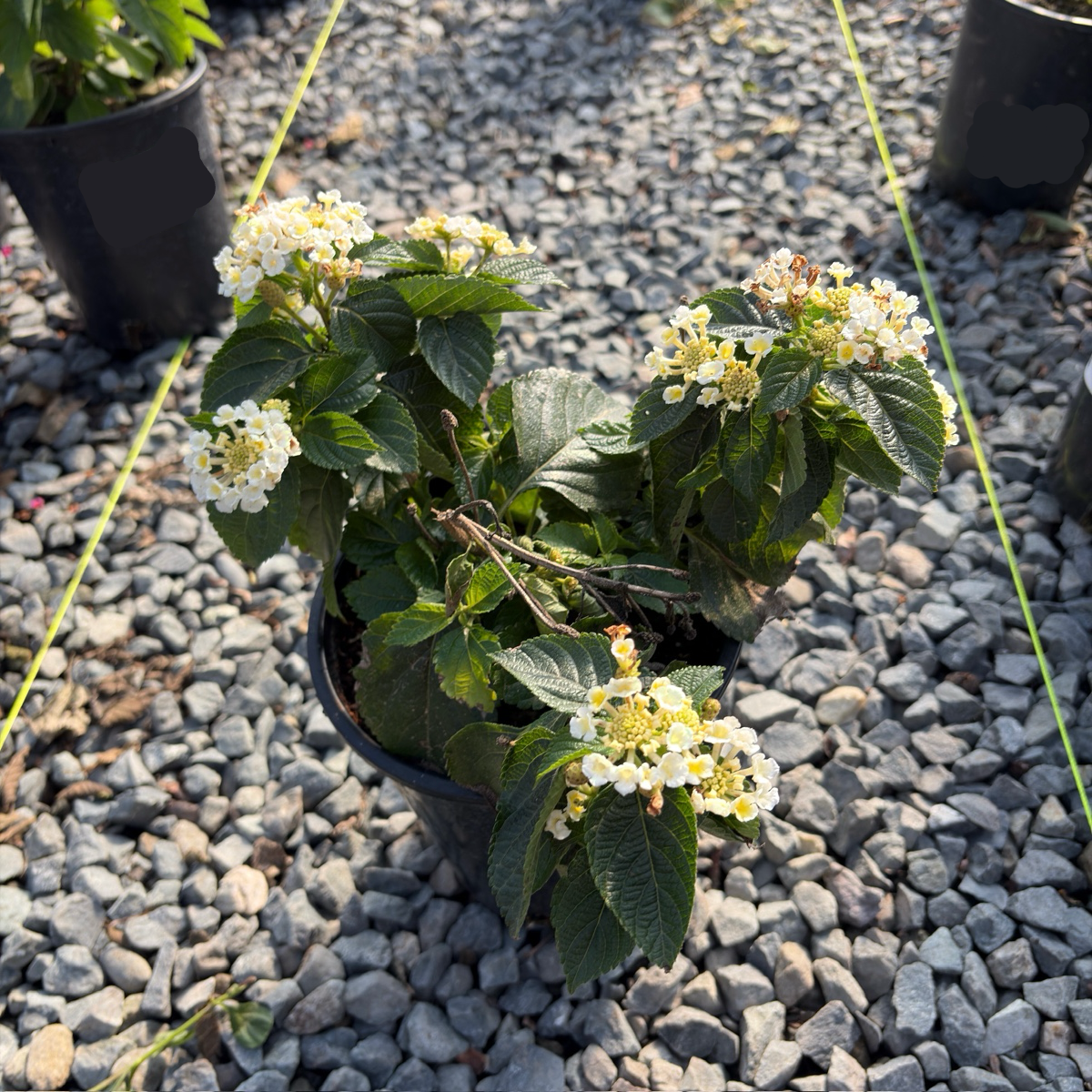 White Bandana Lantana | Heat Loving Flowering Shrub – Victory Nursery