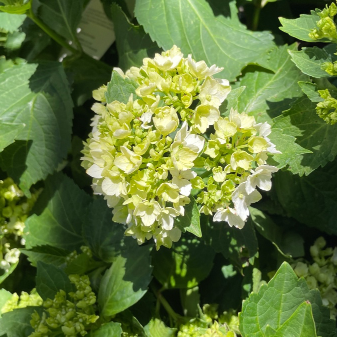 White Bigleaf Hydrangea