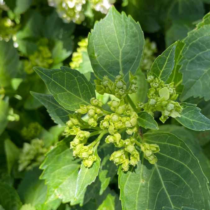 White Bigleaf Hydrangea