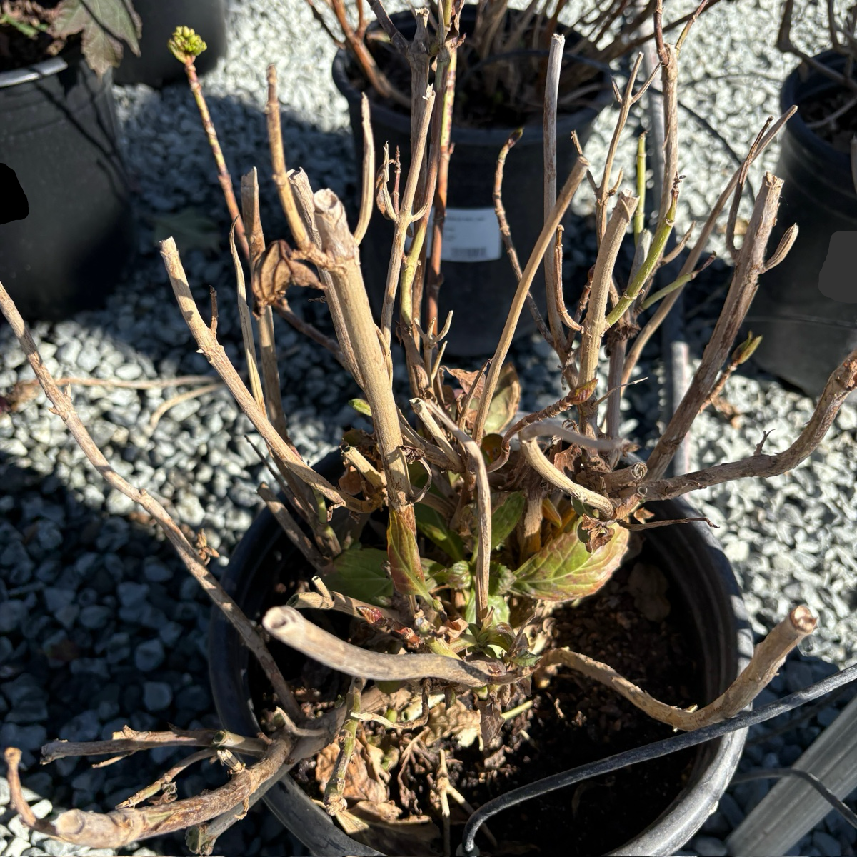 White Bigleaf Hydrangea