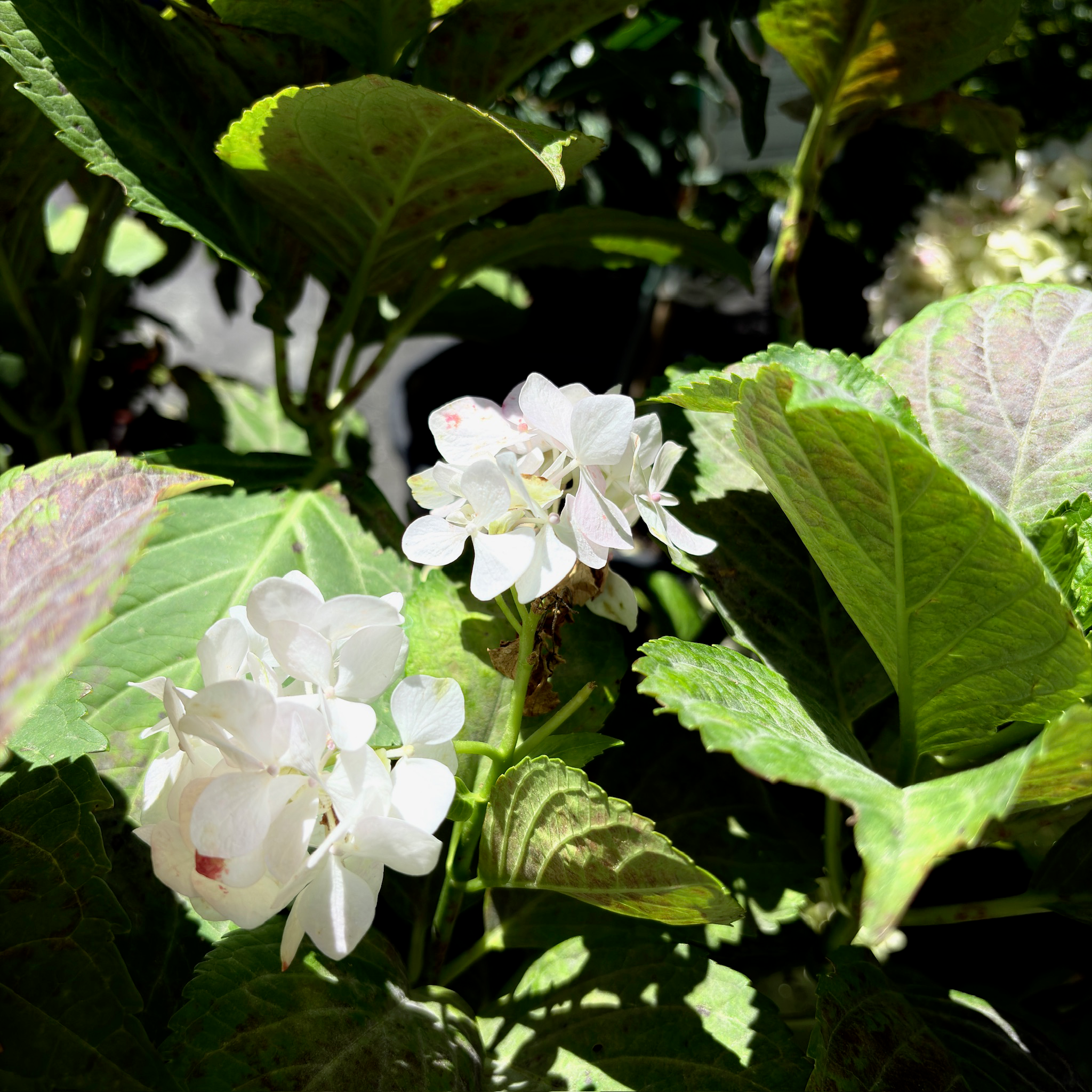 White Bigleaf Hydrangea