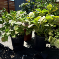 White Bigleaf Hydrangea