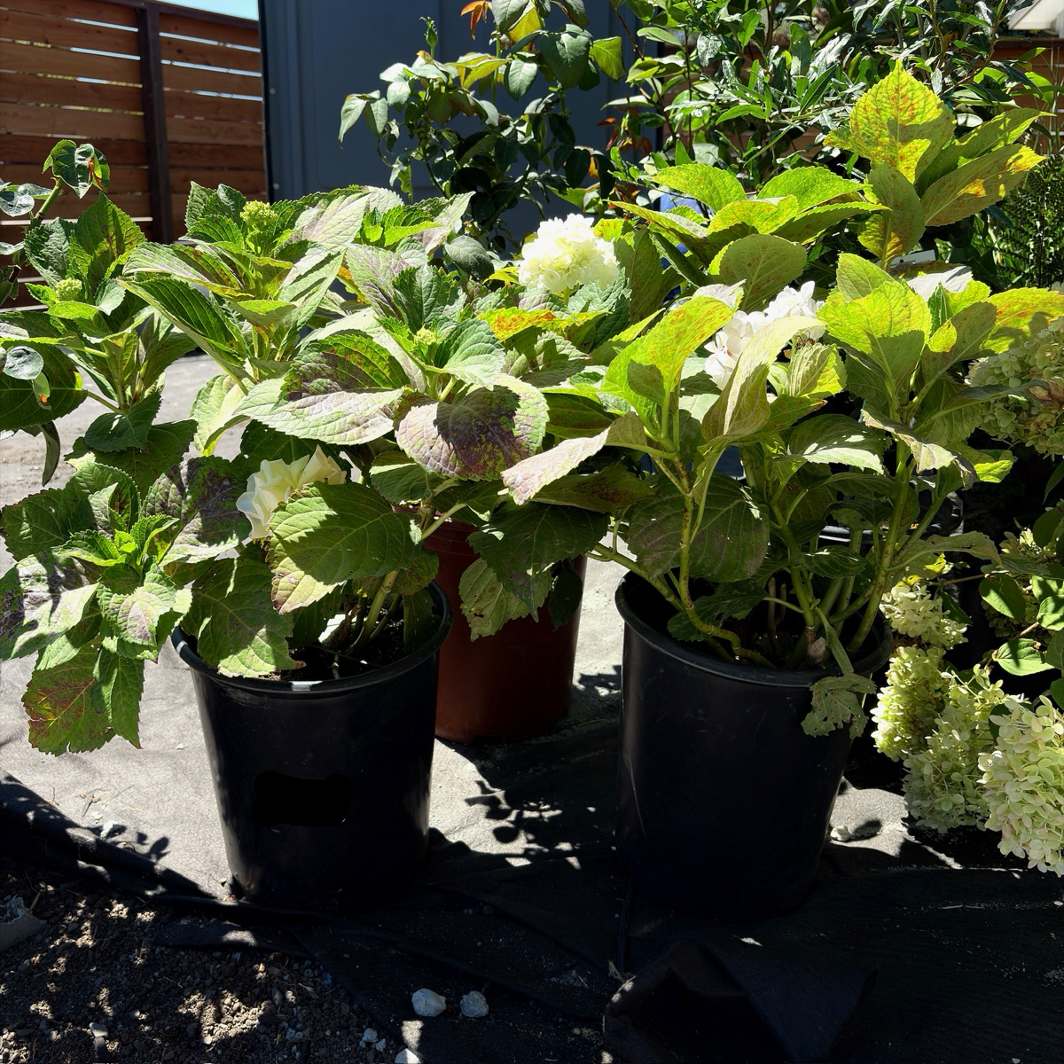 White Bigleaf Hydrangea
