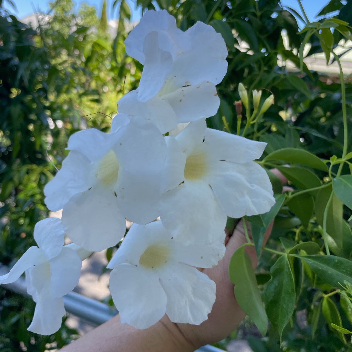 White Bower Vine held by a hand with green foliage in the background