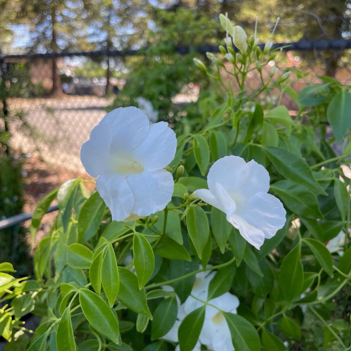 White Bower Vine flowers with green leaves in a garden setting