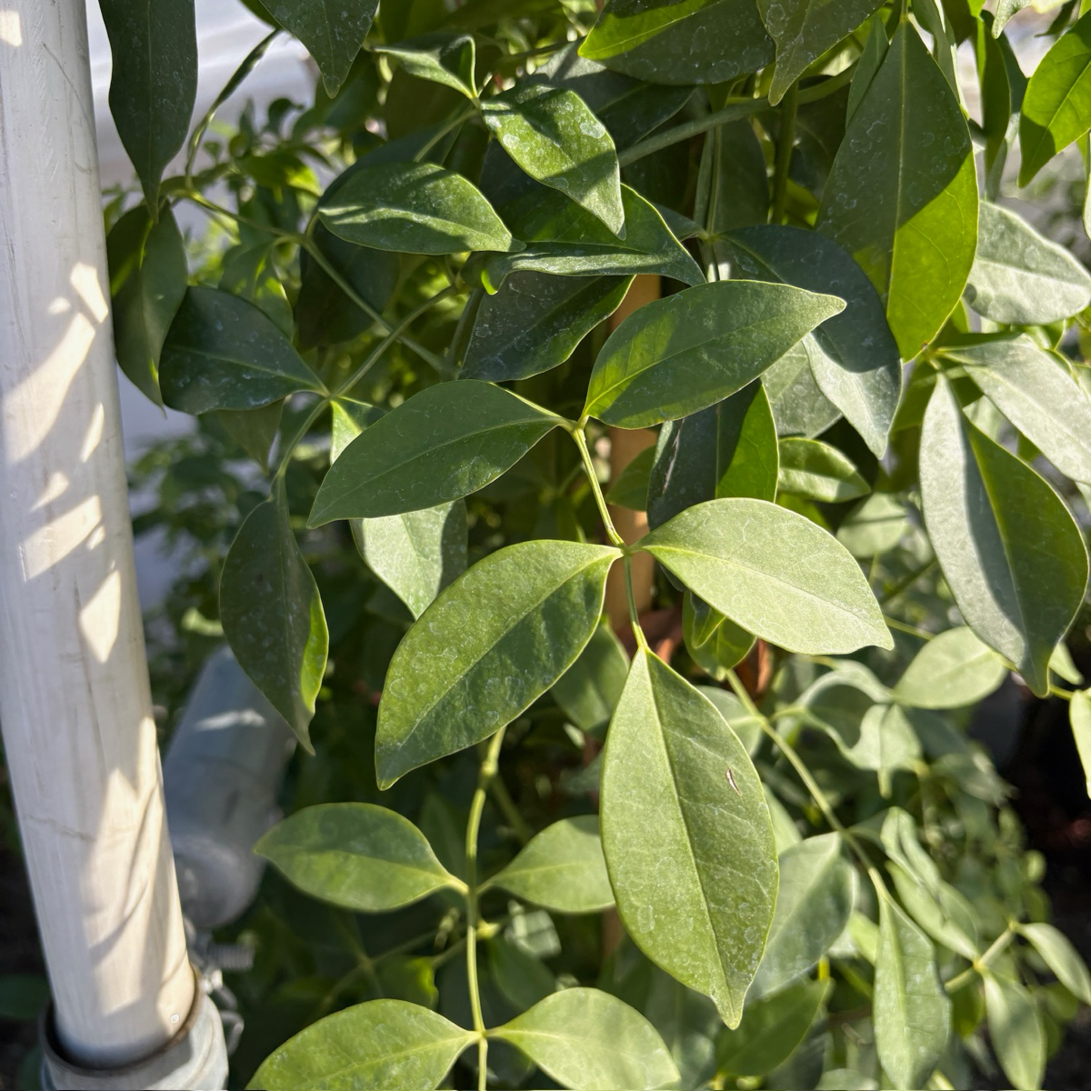 Close-up of White Bower Vine green leaves with a white pole in the background