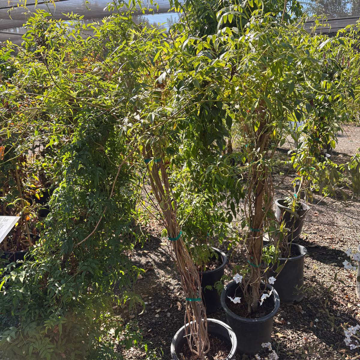 Potted White Bower Vine plants in a garden setting with trees and shrubs.