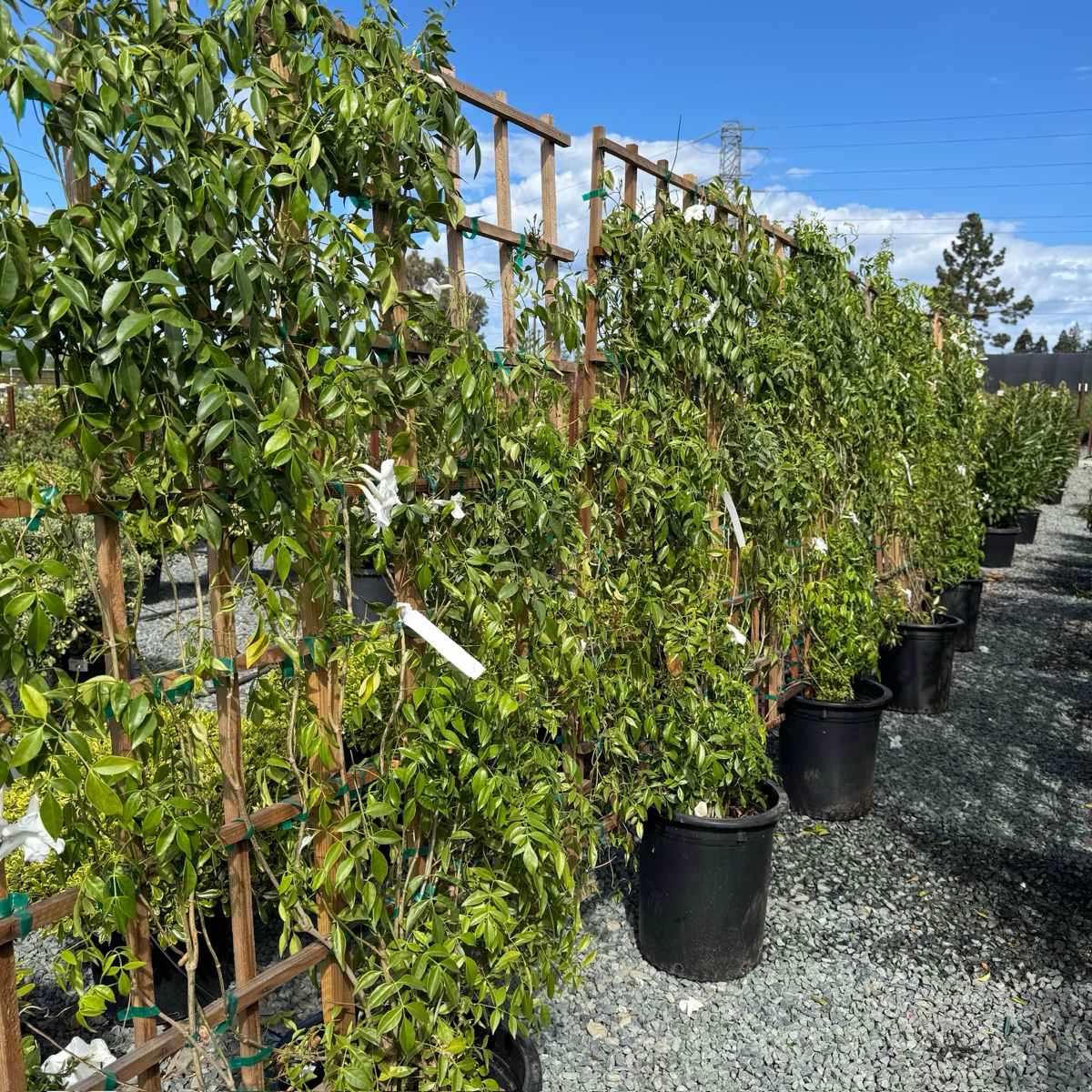 White Bower Vine