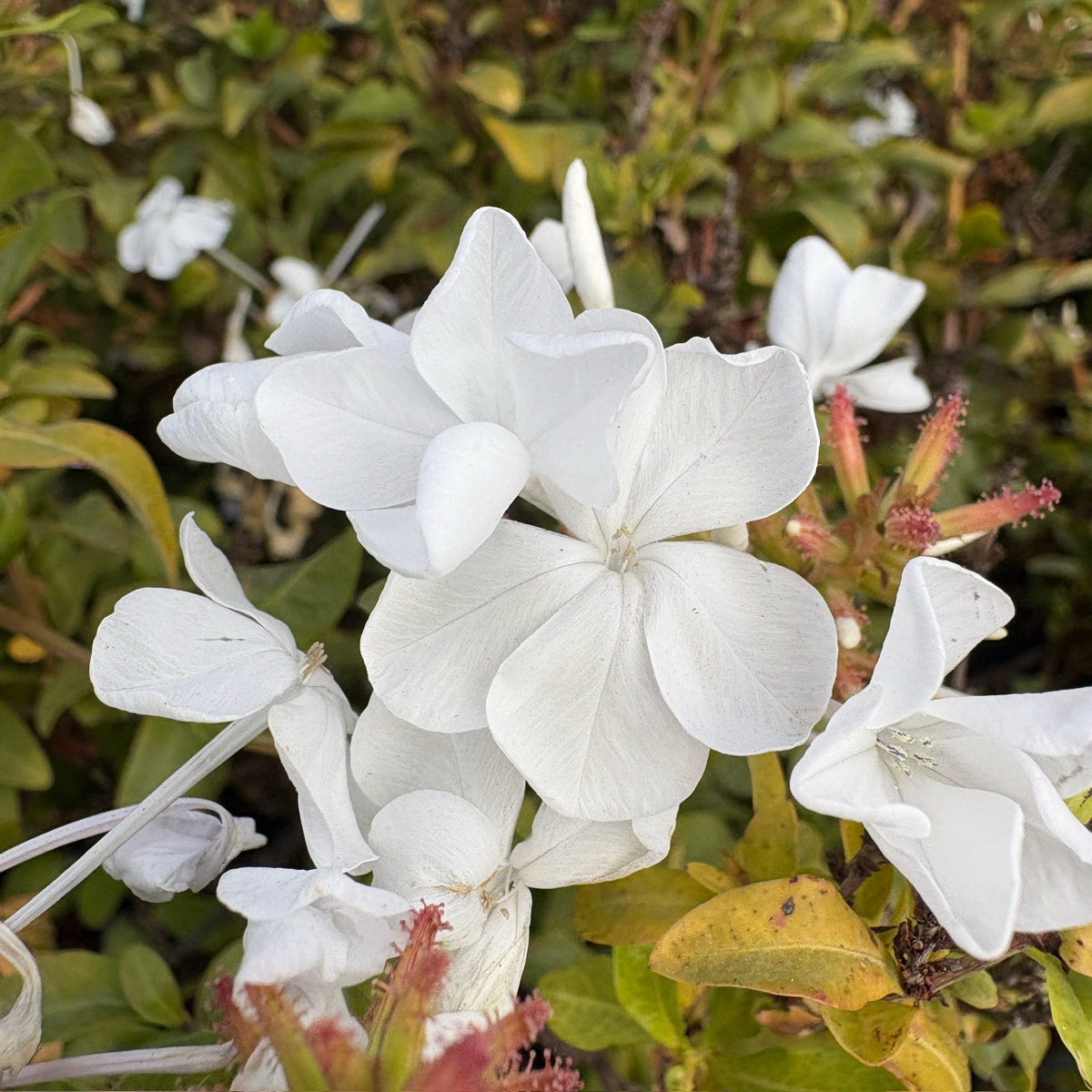 White Cape Plumbago