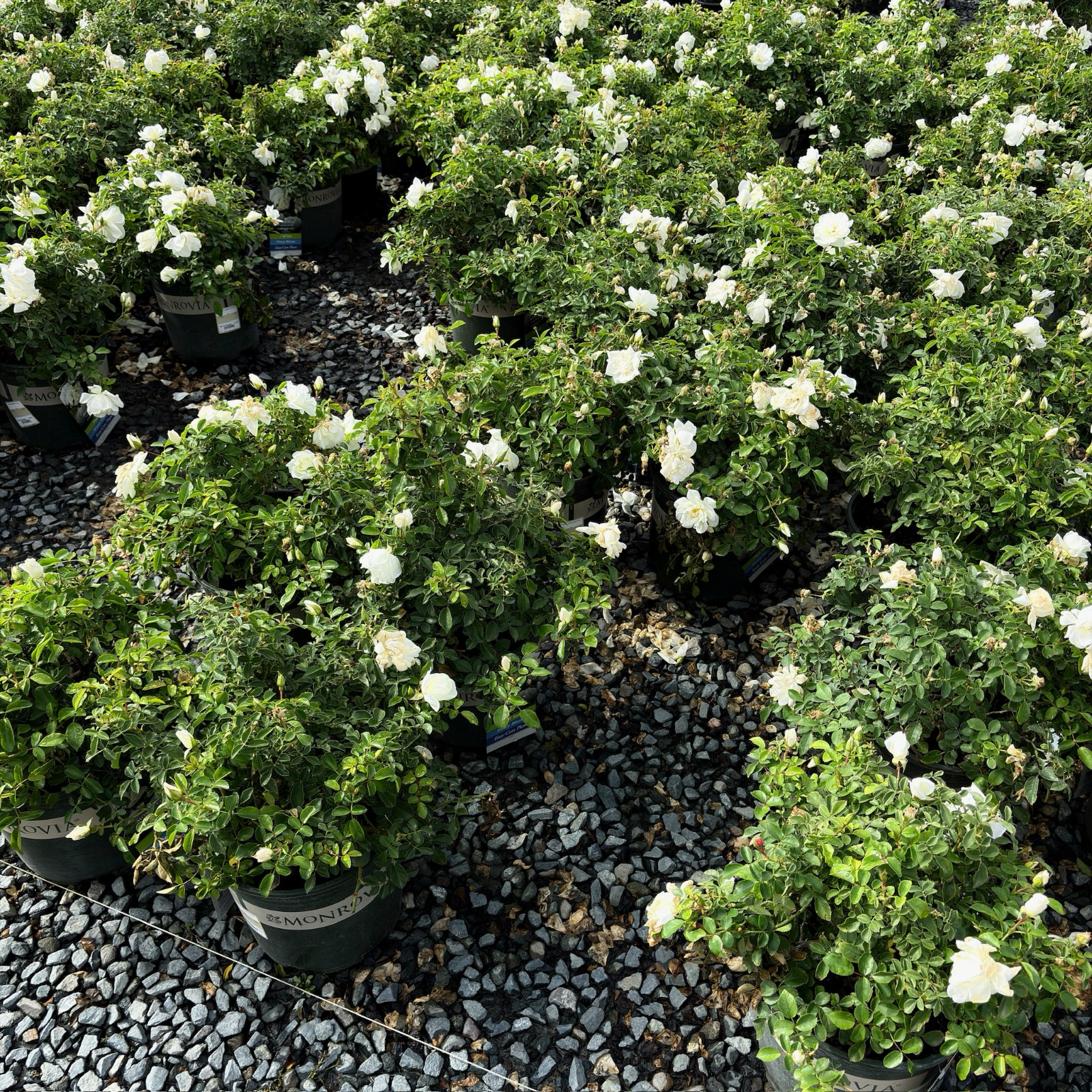 Potted White Carpet Rose plants with white flowers on a gravel surface