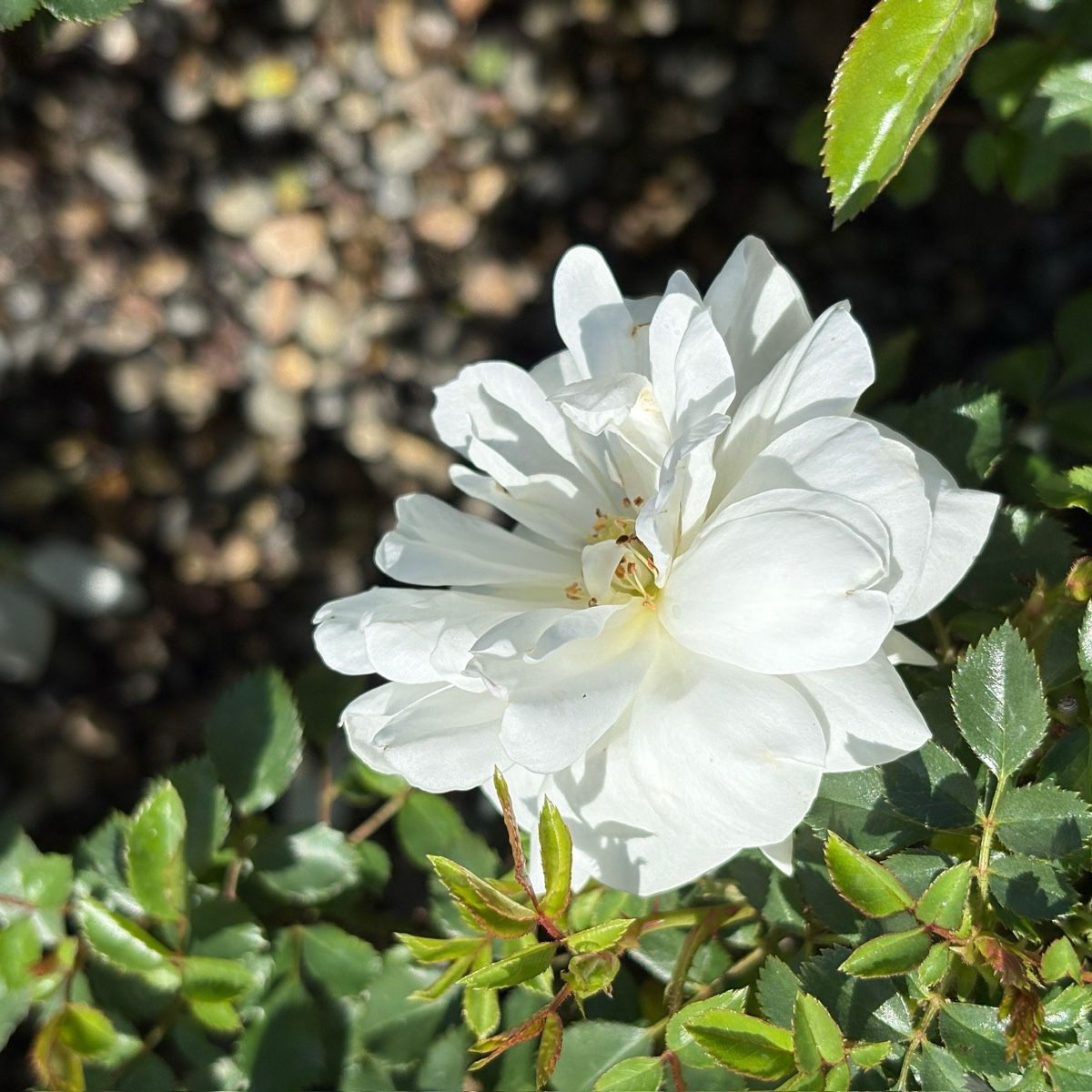 White flower White Carpet Rose with green leaves on a blurred natural background