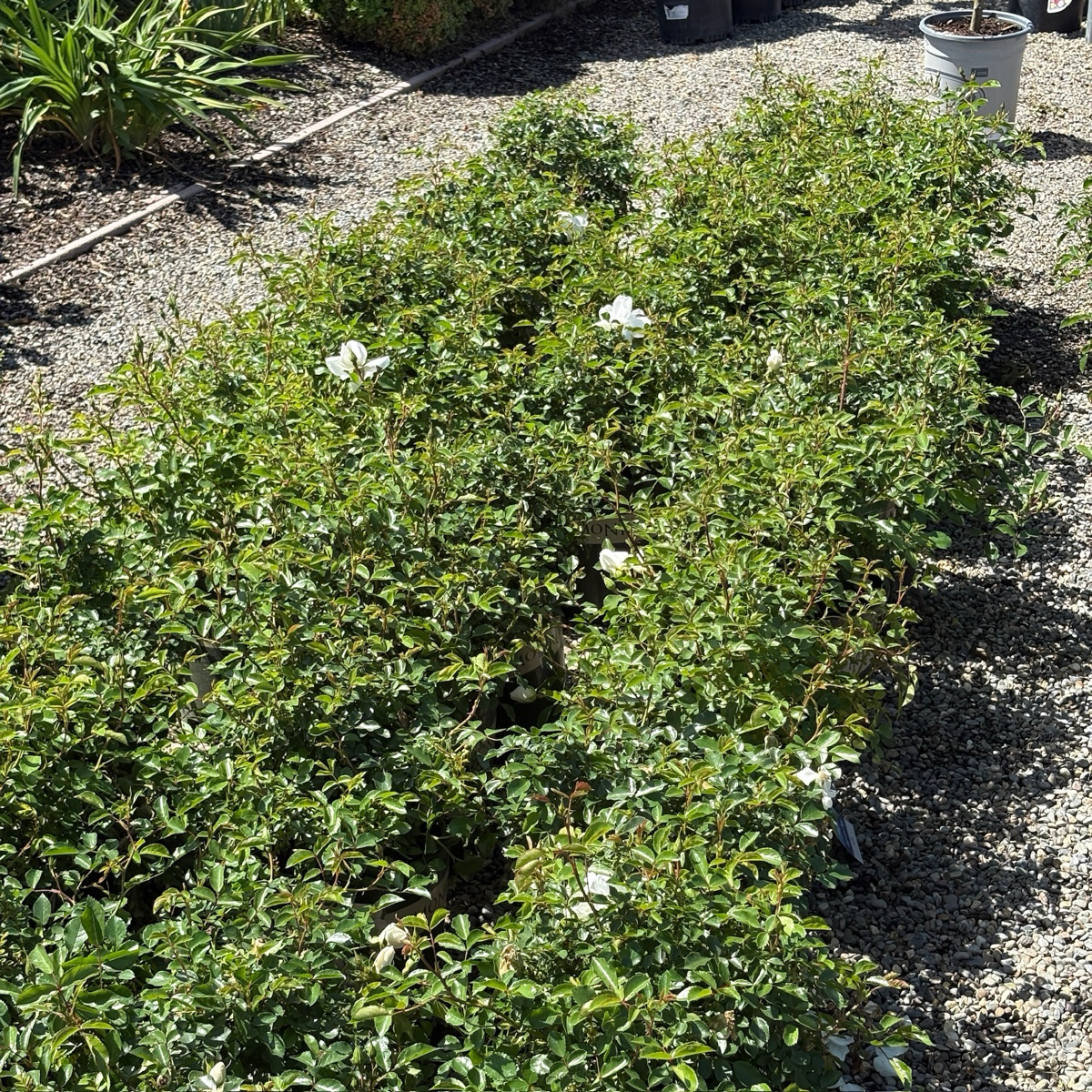 Green shrub with white flowers White Carpet Rose on a gravelly ground