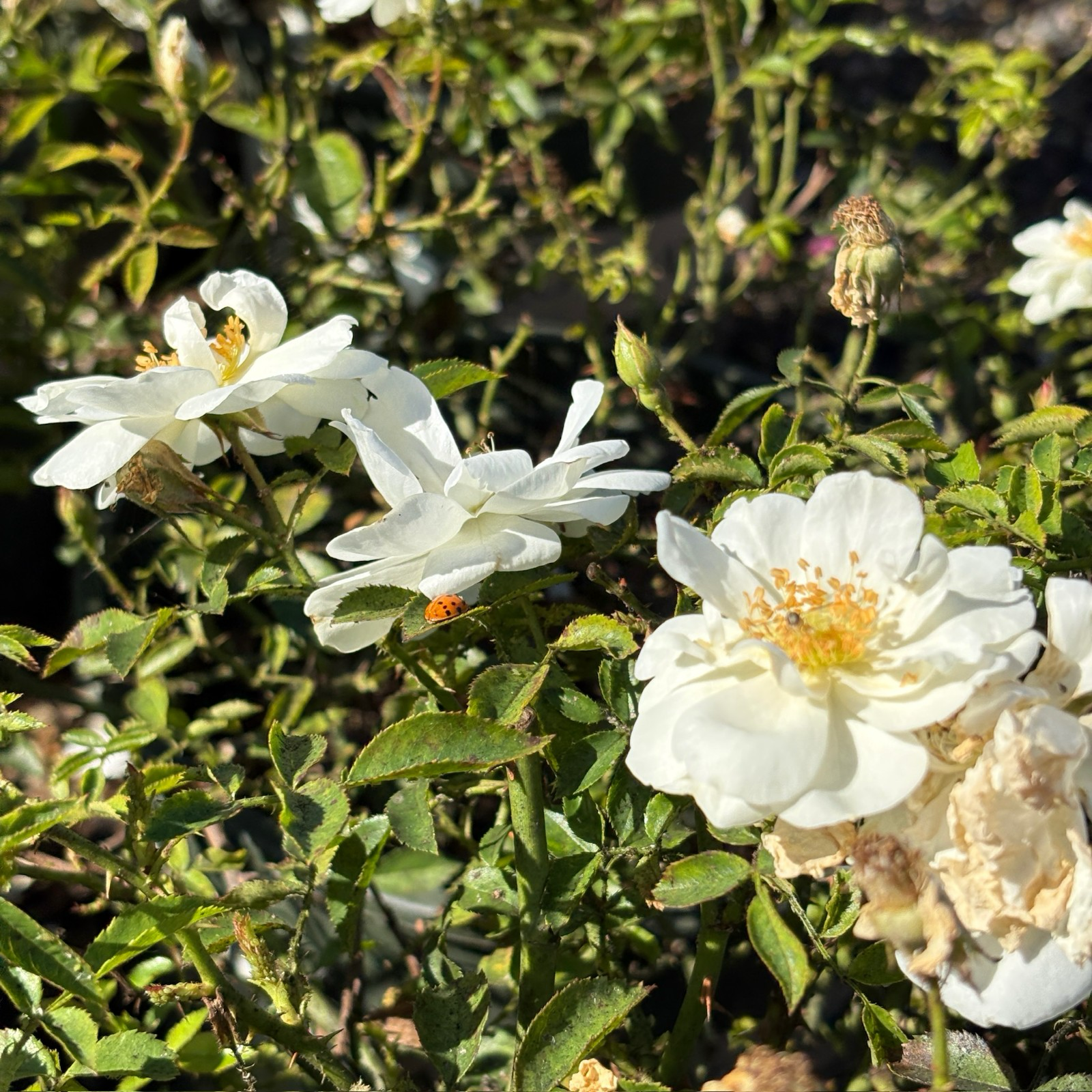 White White Carpet Rose flowers with green leaves in a natural setting