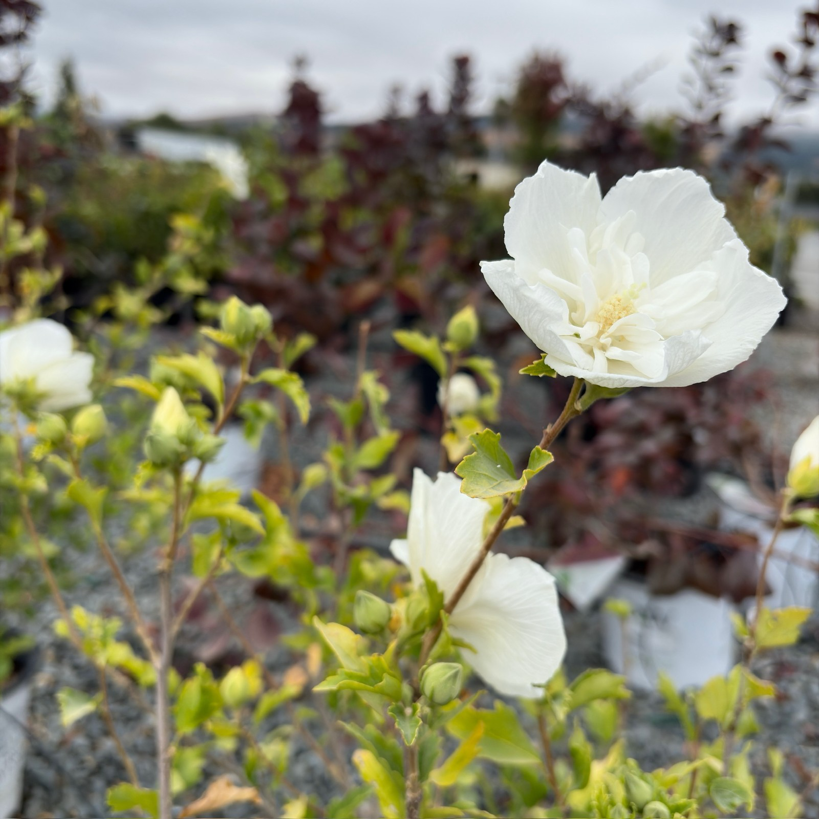 White Chiffon Rose of Sharon flowers with green leaves in a garden setting