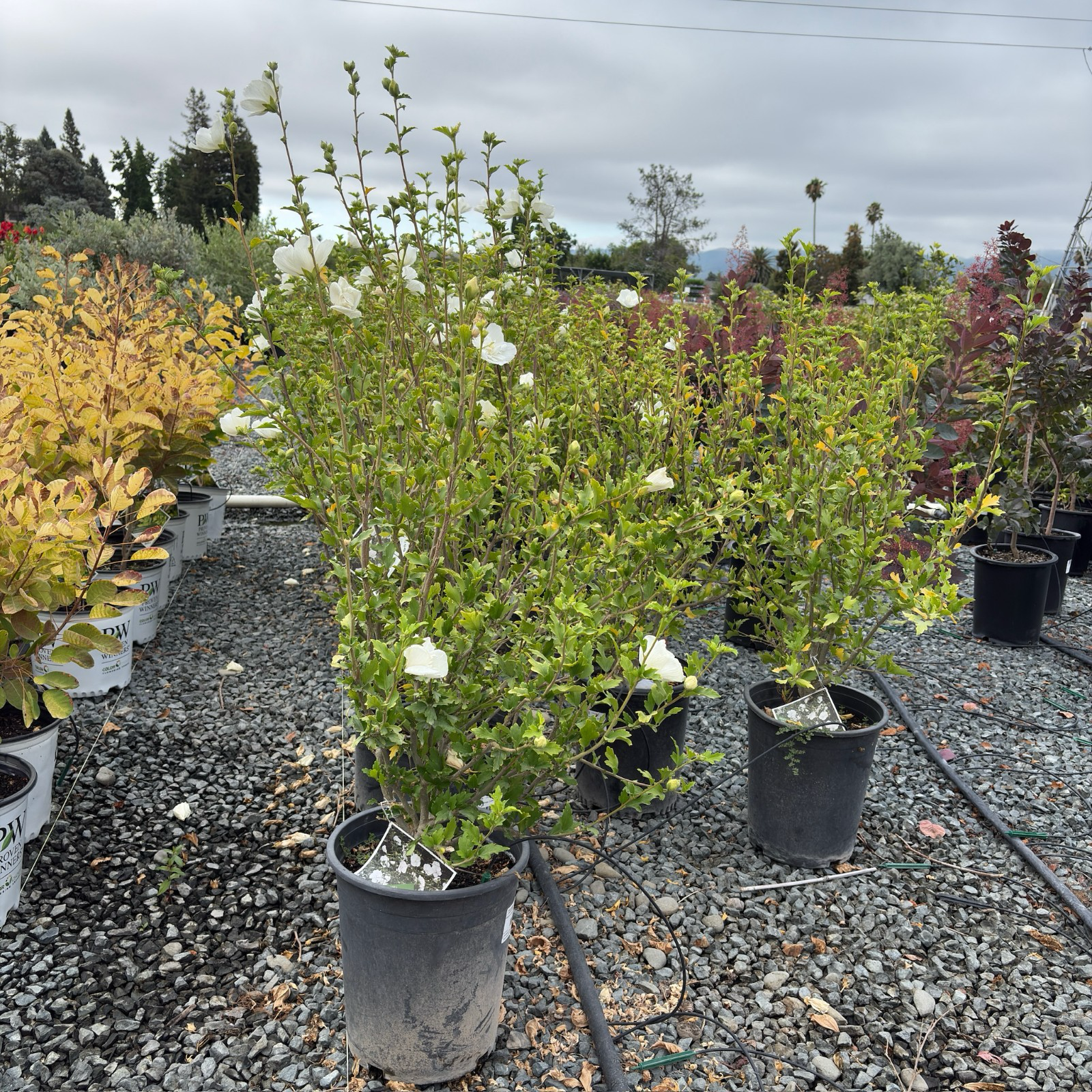 dwarf double white hibiscus potted plant White Chiffon Rose of Sharon