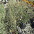 White Cloud Muhly