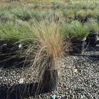White Cloud Muhly