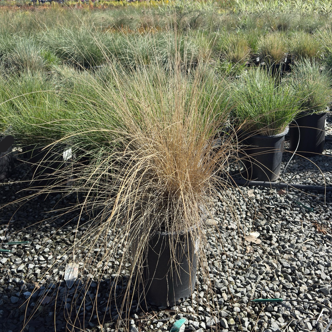 White Cloud Muhly