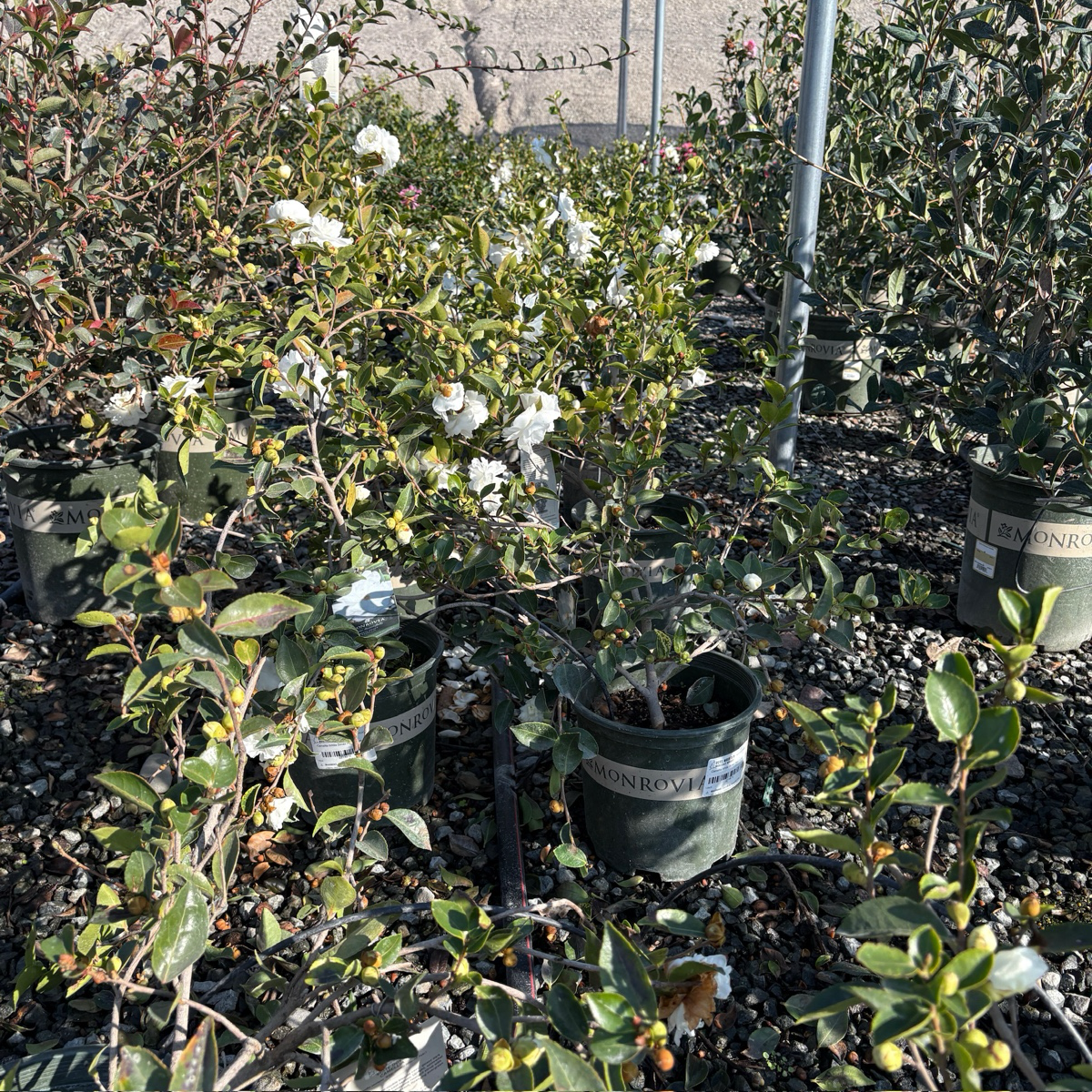 White Doves Camellia
