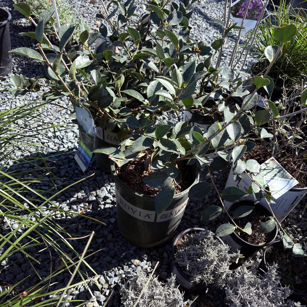 White Doves Camellia