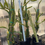 White Dragon Fruit