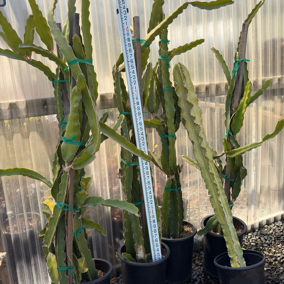 White Dragon Fruit