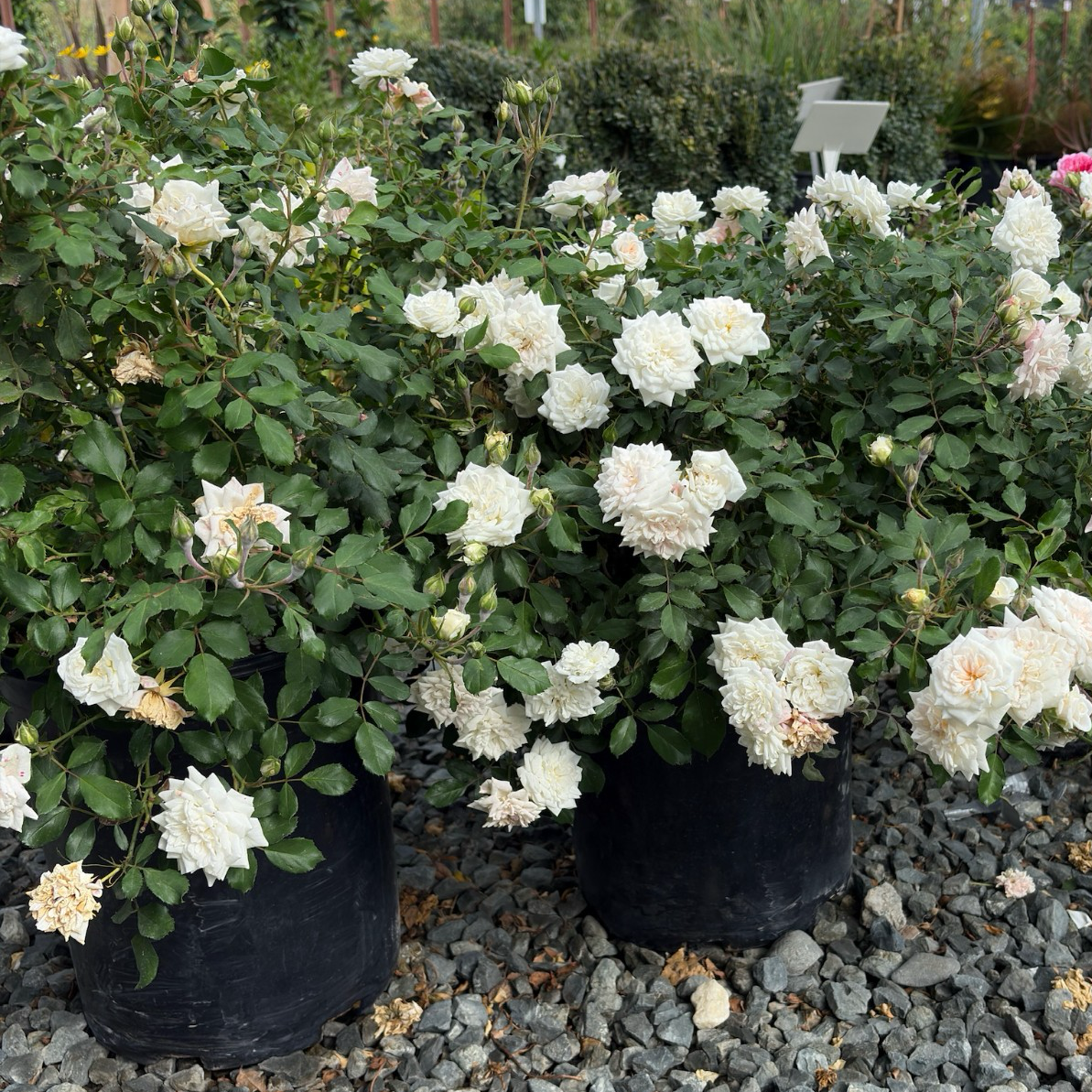 Potted White Drift Rose plants on a bed of small gray stones with greenery in the background.