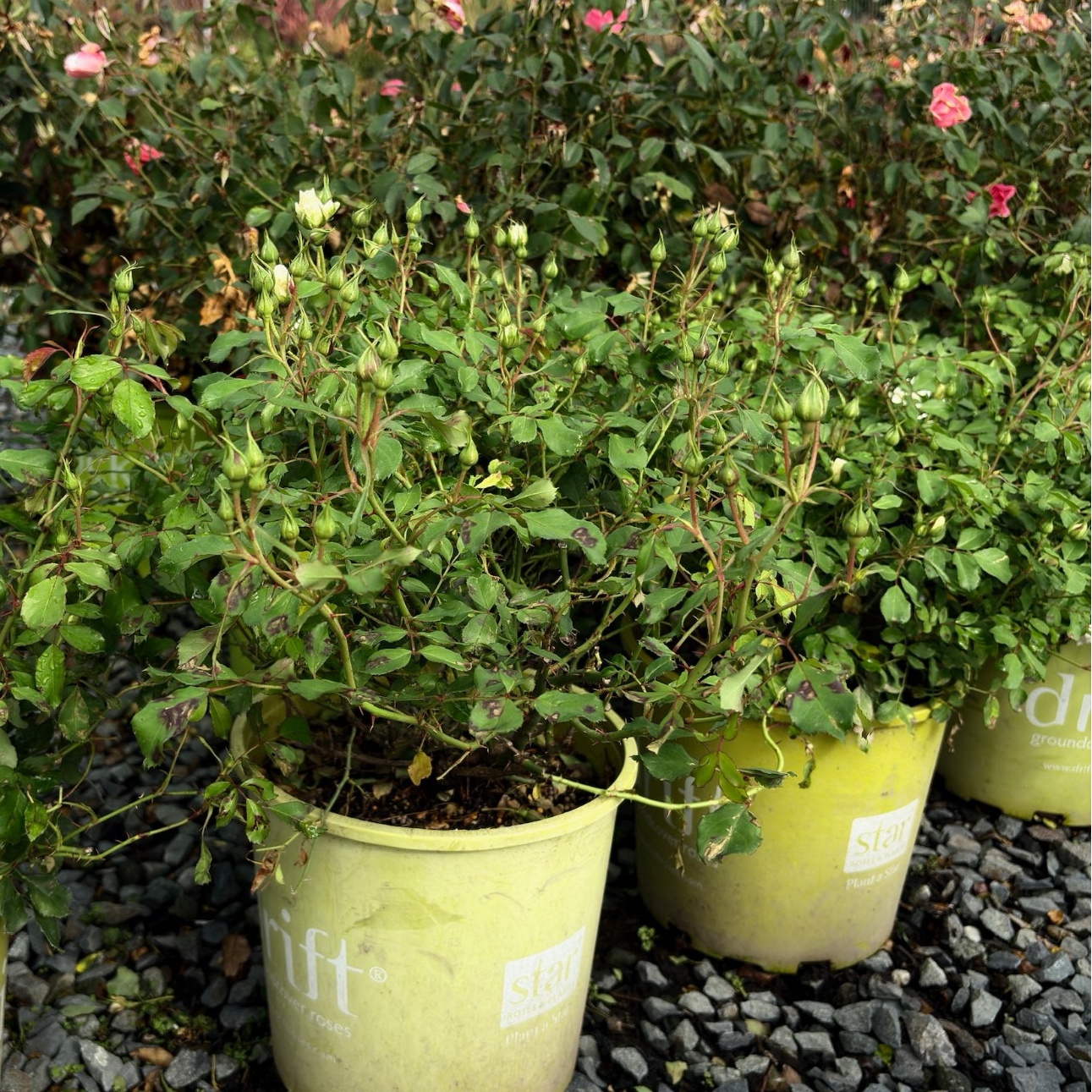 Potted White Drift Rose plants in green containers on a gravel surface with a garden background