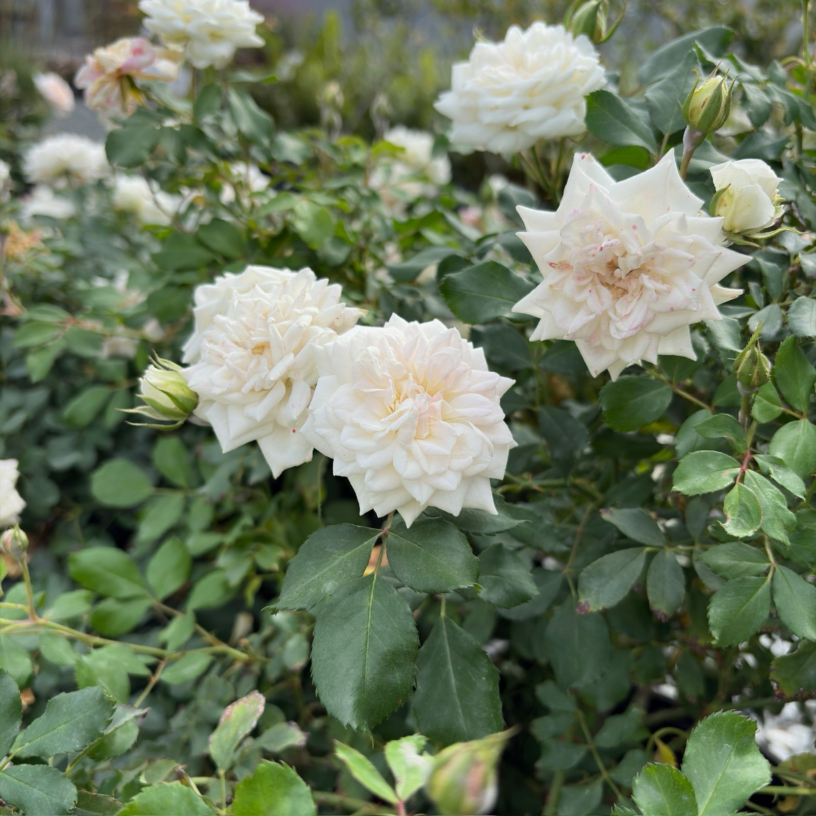 White White Drift Rose flowers with green leaves in a garden setting