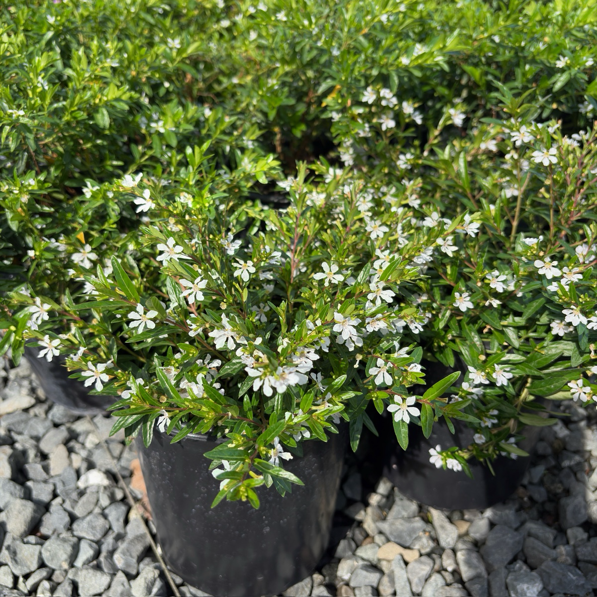 White False Heather