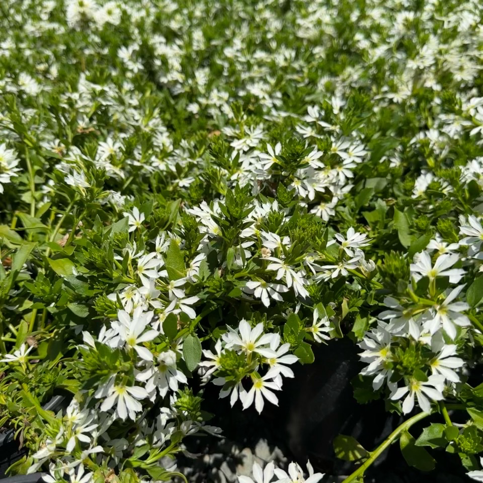 Close-up of a dense cluster of Scaevola Surdiva® ‘White’ with green leaves.