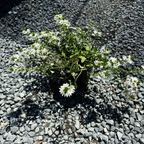 Small potted White Fan Flower plant with white flowers on a gravel surface